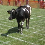 Cow patty bingo action photo